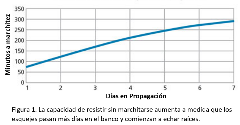 Figura  1