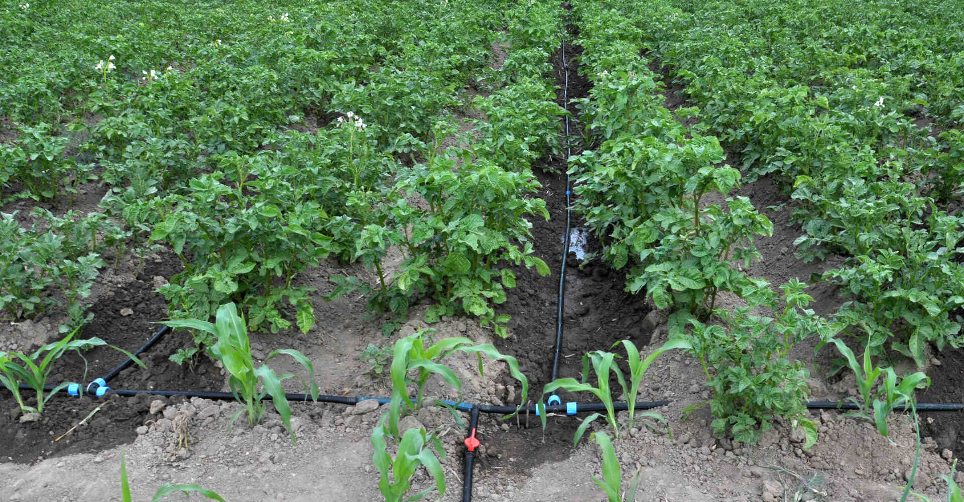 Sistema de riego en campo