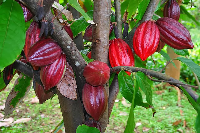 cacao