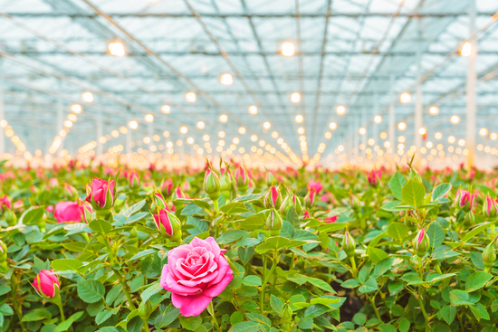 Rosas